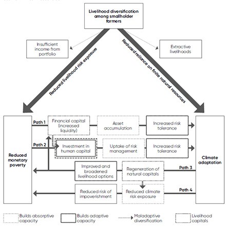 Two arrows originate from livelihood diversification: one towards reduced poverty and the other towards climate adaptation. Four pathways linking these objectives illustrate the roles of capitals, risk, absorptive capacity, and adaptive capacity.