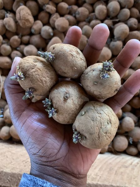 Sprouted quality declared seed potato tubers held in hand, ready for planting